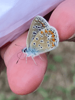 Avenirtel | voyant Auguste